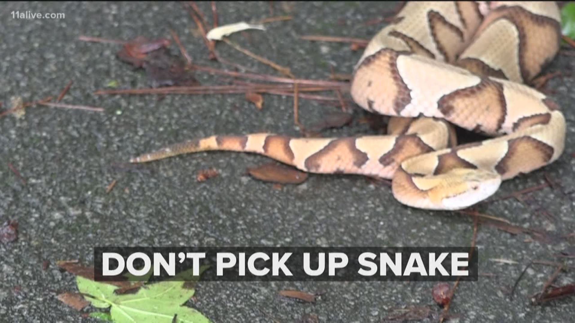 What To Do If You Are Bitten By A Snake 11alive