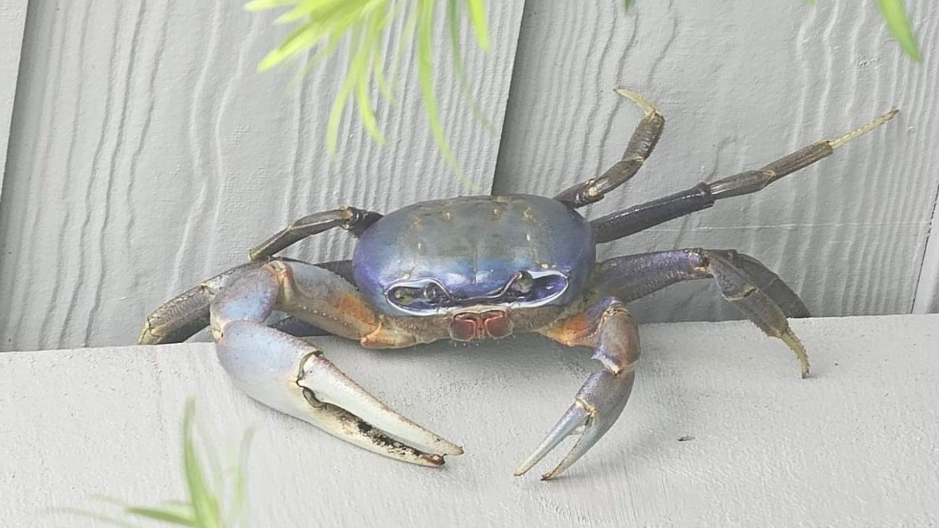 Blue Land Crabs Found In Georgia Here S What To Know Alive