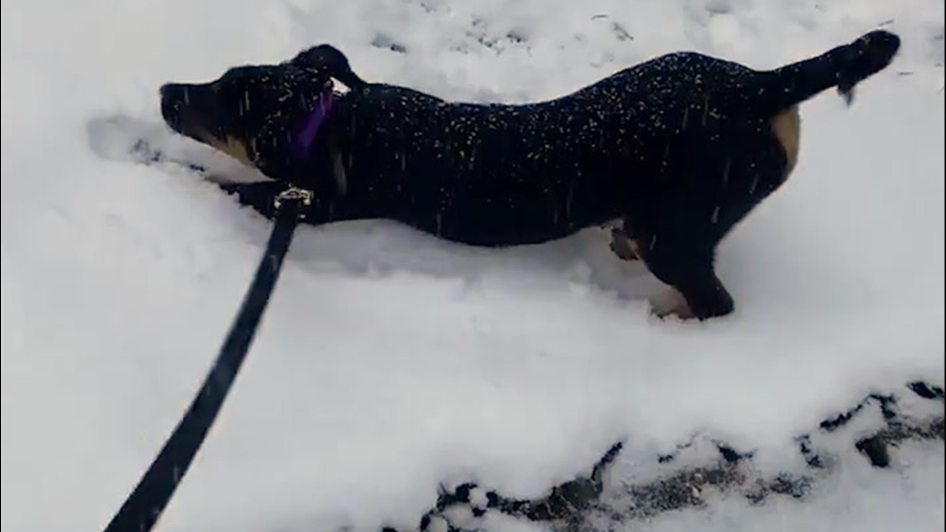 Sadie the puppy enjoys her first snow in Buffalo, New York, on April 21.