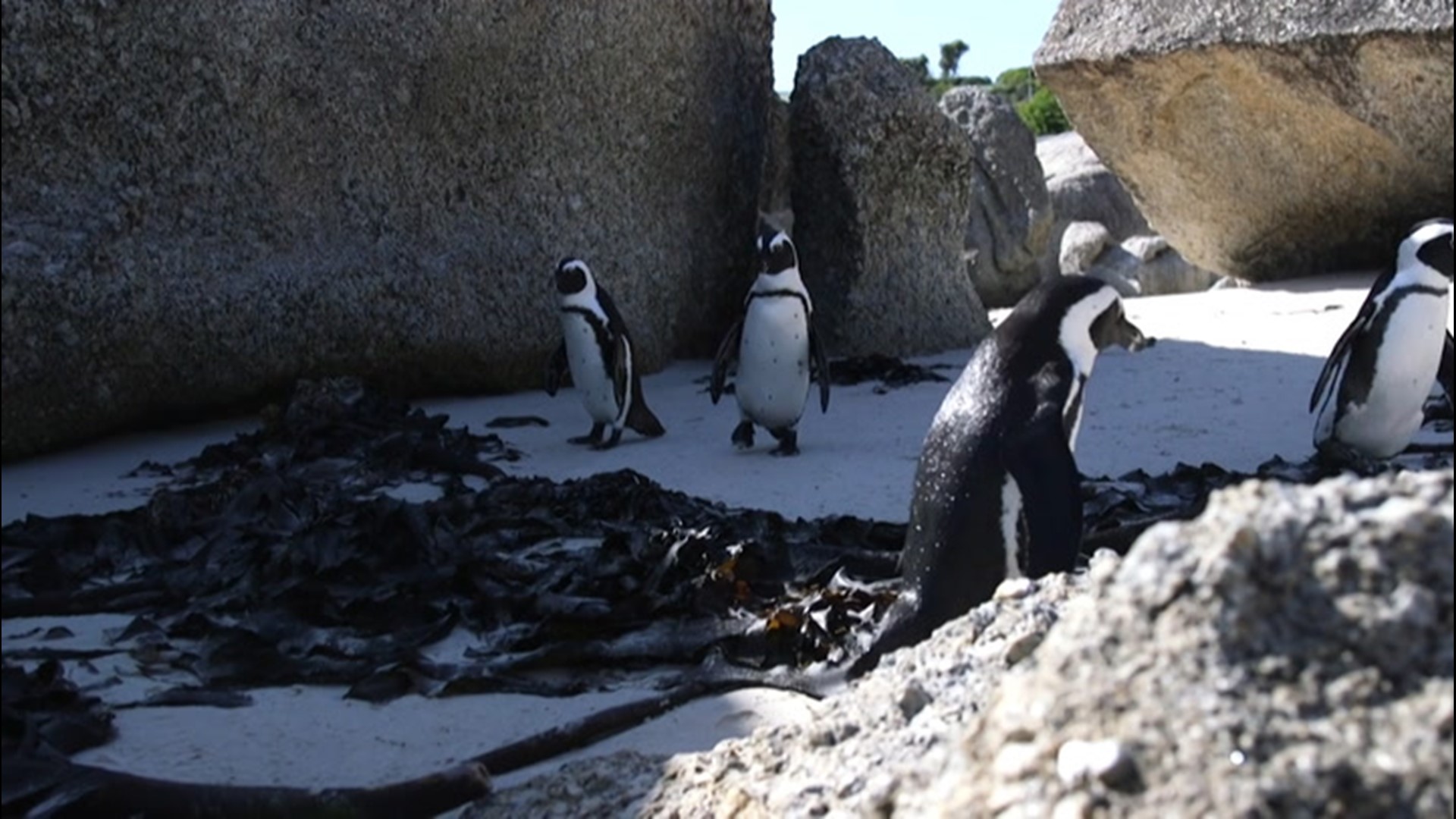During the months of December and January, endangered African penguins go through a molting period that puts them at risk to enter the ocean.