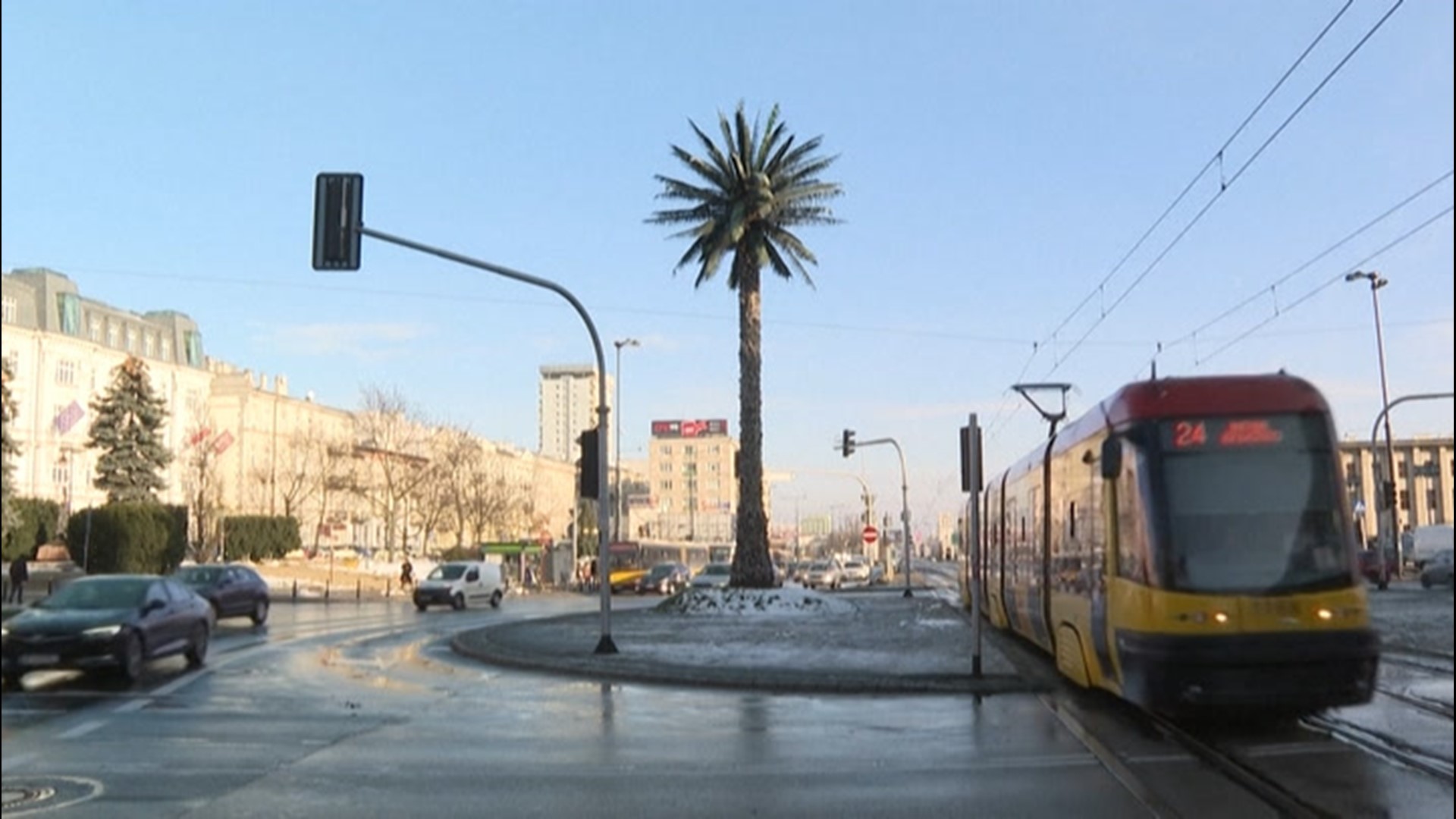 Lone palm tree grows in cold Warsaw