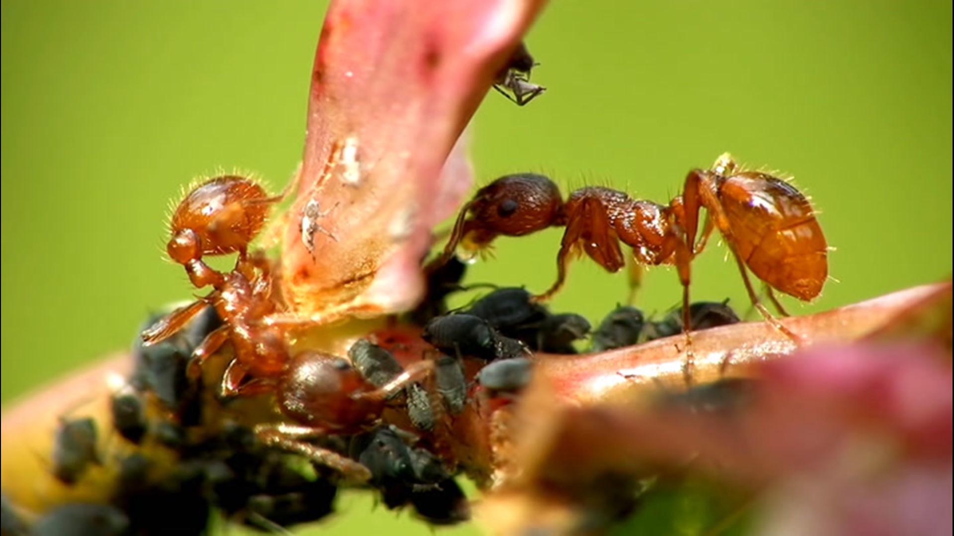 Experts believe fire ants are hitching a free ride on agricultural deliveries and they are expanding their presence into colder locations farther north.