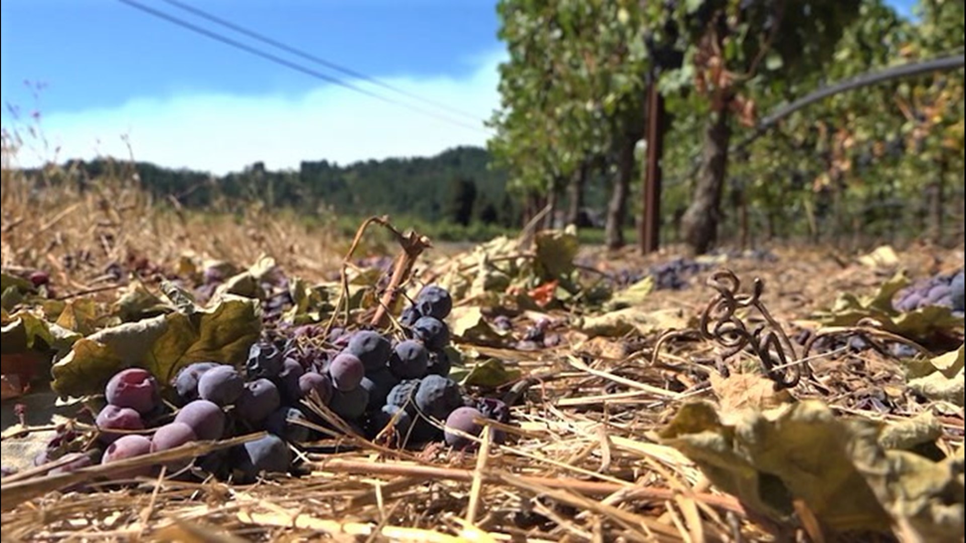 AccuWeather's Bill Wadell shows us the struggle for firefighters in Sonoma County, California, who are trying to stay one step ahead of the flames spreading through wine country.