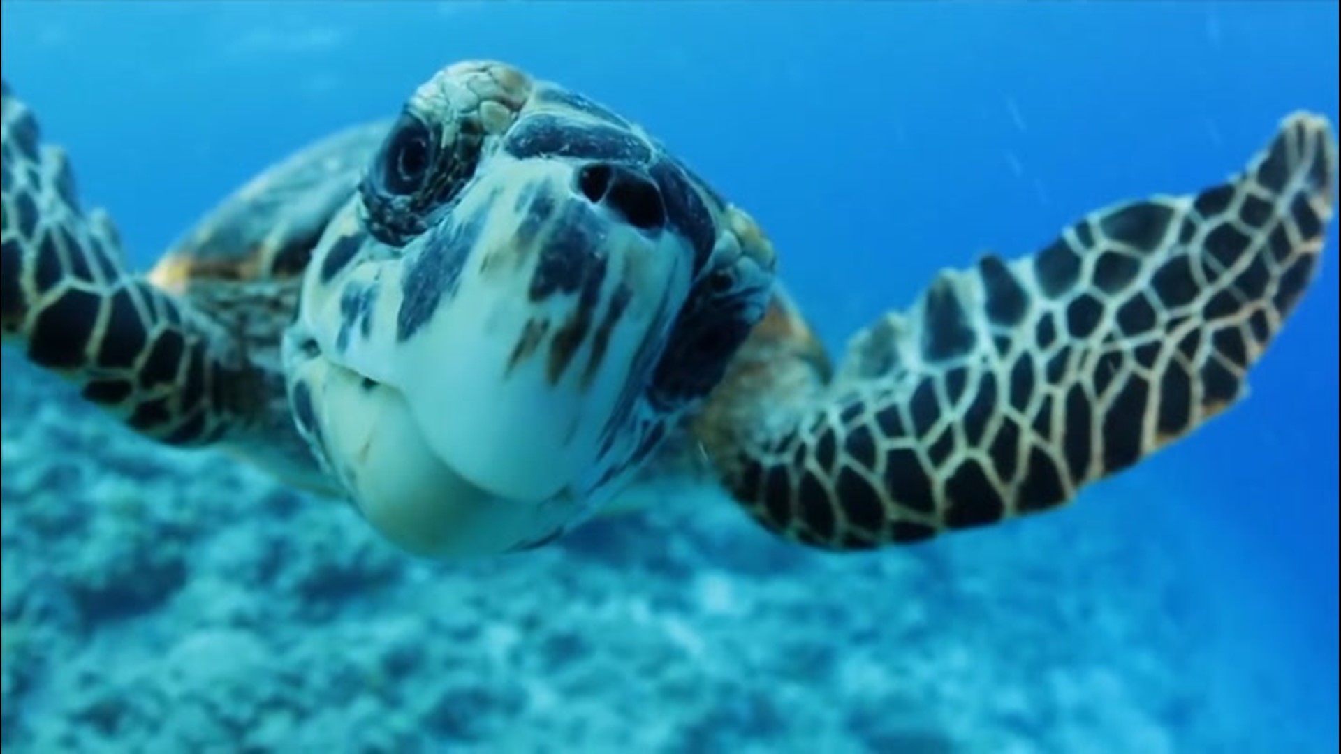 Researchers from Loggerhead Marinelife Center in Juno Beach, Florida, have tagged the first of dozens of loggerhead sea turtles, in an effort to track the turtles nesting.