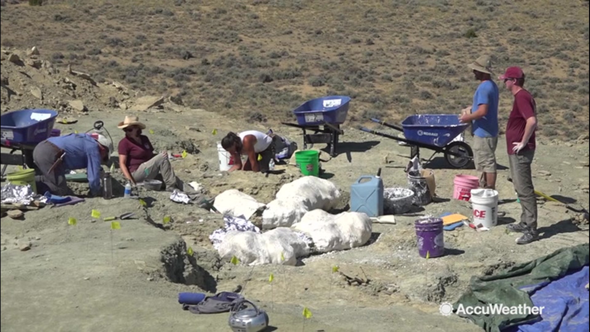 On any given day in the middle of summer, in the rugged terrain of the Big Horn Basin, near Cody, Wyoming, you'll find a team of paleontologists digging away on the Jurassic Mile dig site, unearthing dinosaur fossils that are more than 150 million years old. Here's a look at how weather impacts the process of finding and recovering these ancient fossils.