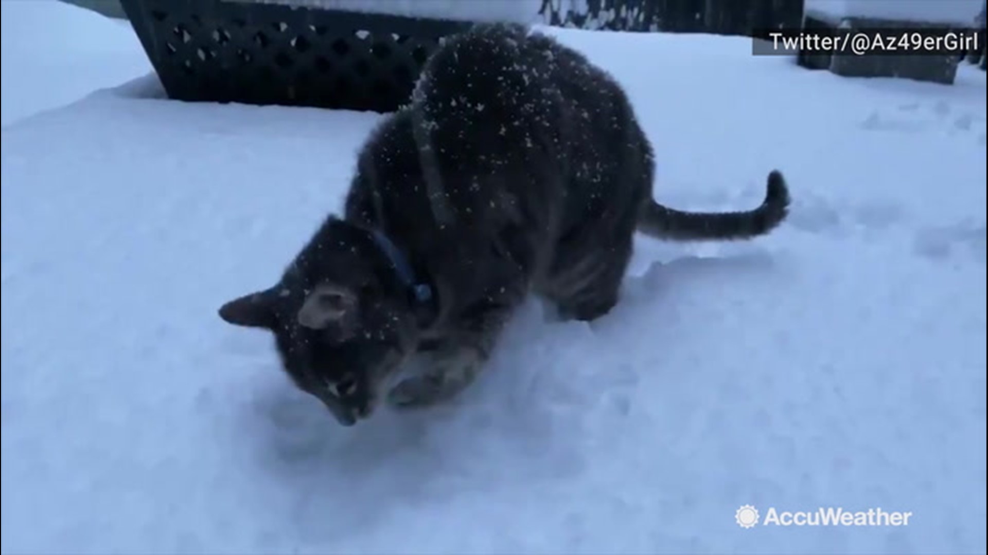 Cats may not like water, but snow is a different story