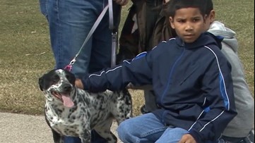 Keeping pets calm during a storm