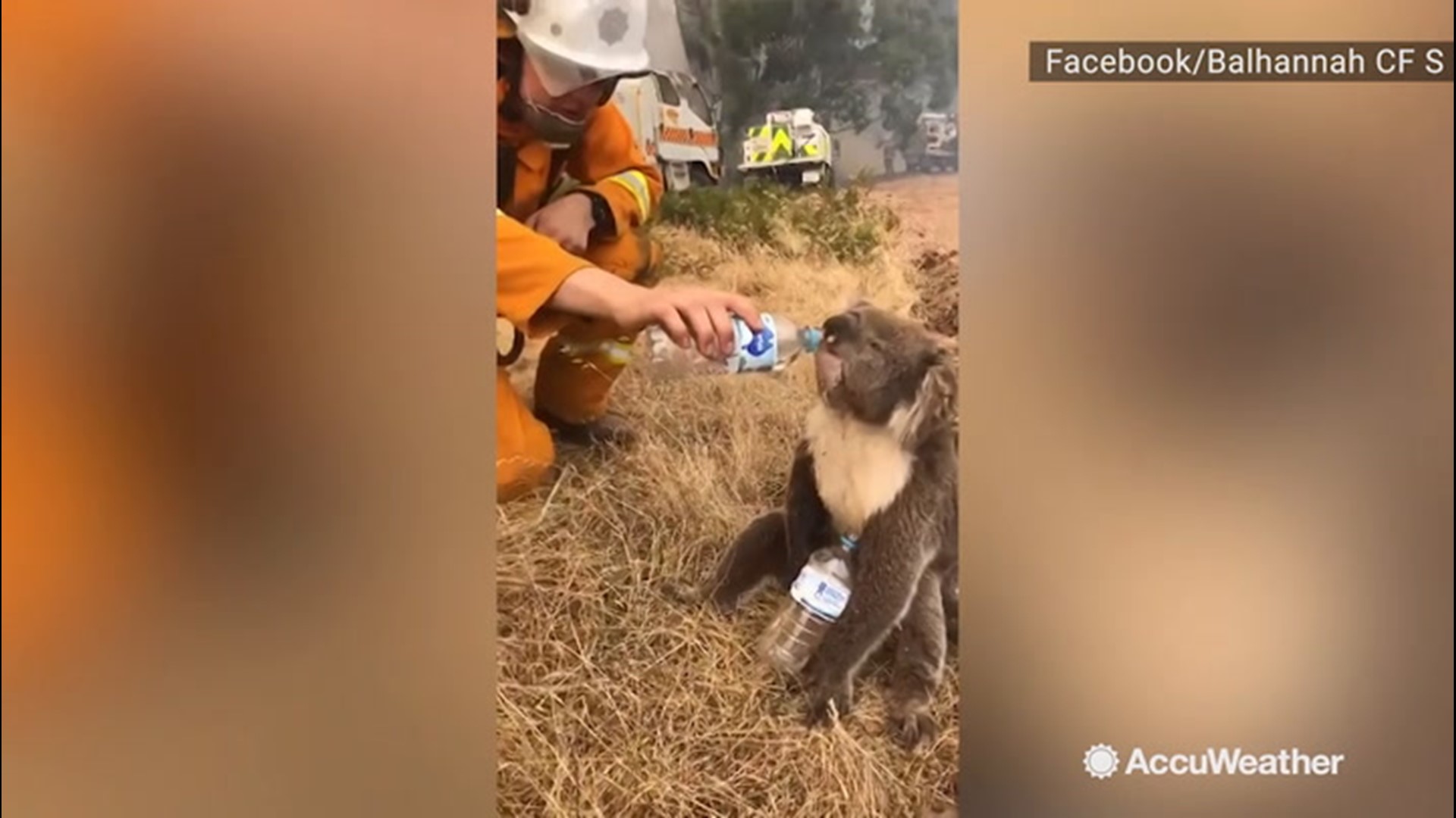 On Dec. 22, some firefighters came across a thirsty koala while out at the Cudlee Creek fire in Adelaide, South Australia.