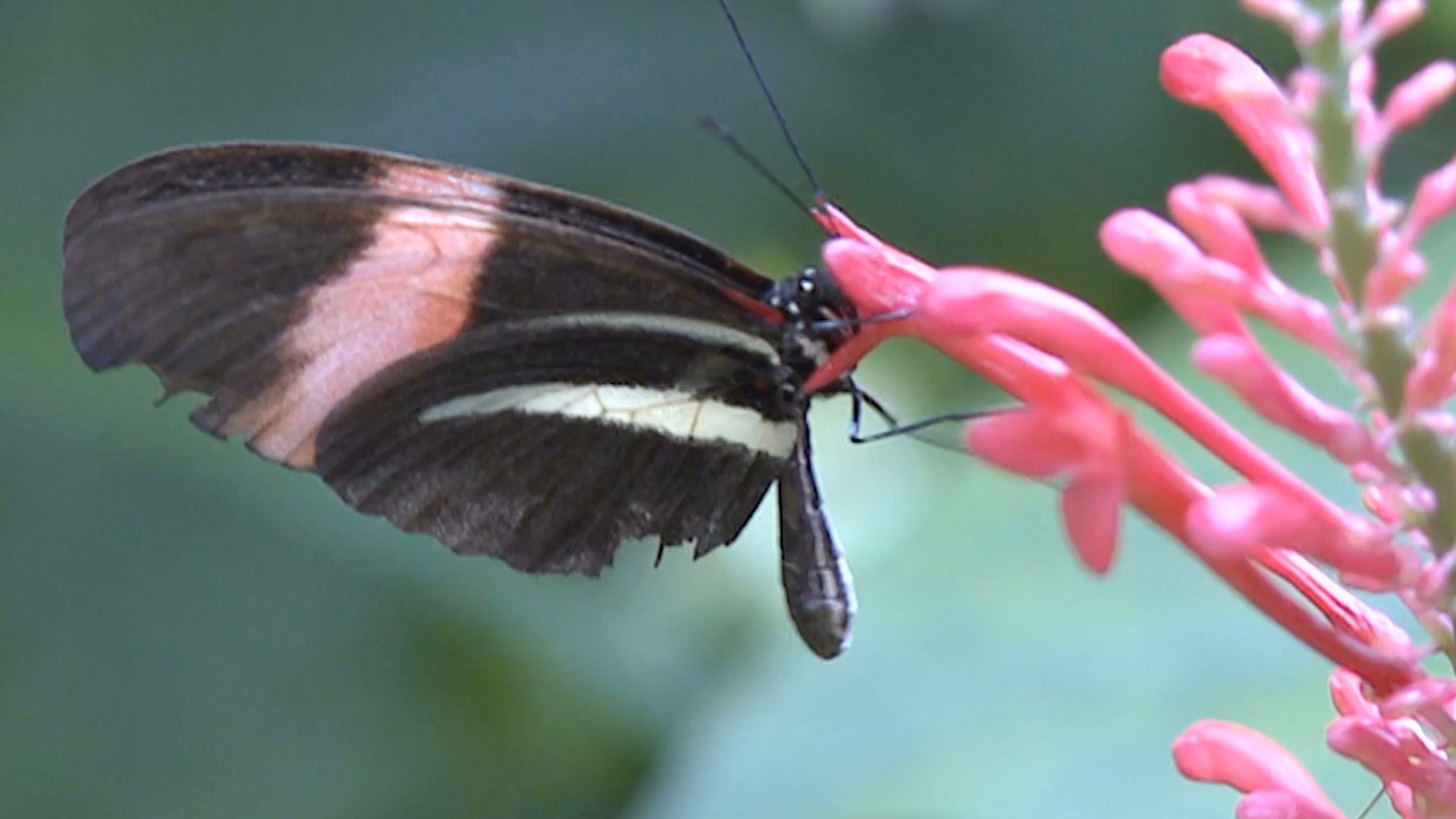 These Animals Have the Weirdest Eating Habits These Animals Have the Weirdest Eating Habits