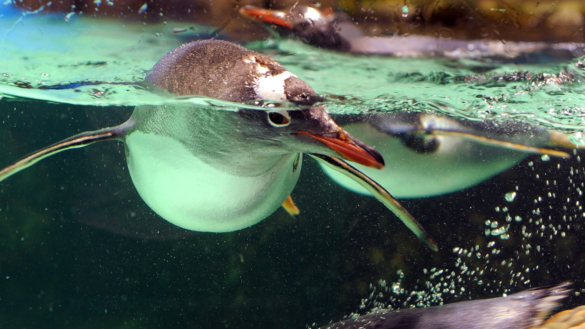 Scientists knew penguins make sounds on land and when popping their heads above water, but there wasn't evidence of sea birds making vocalizations underwater... until now.