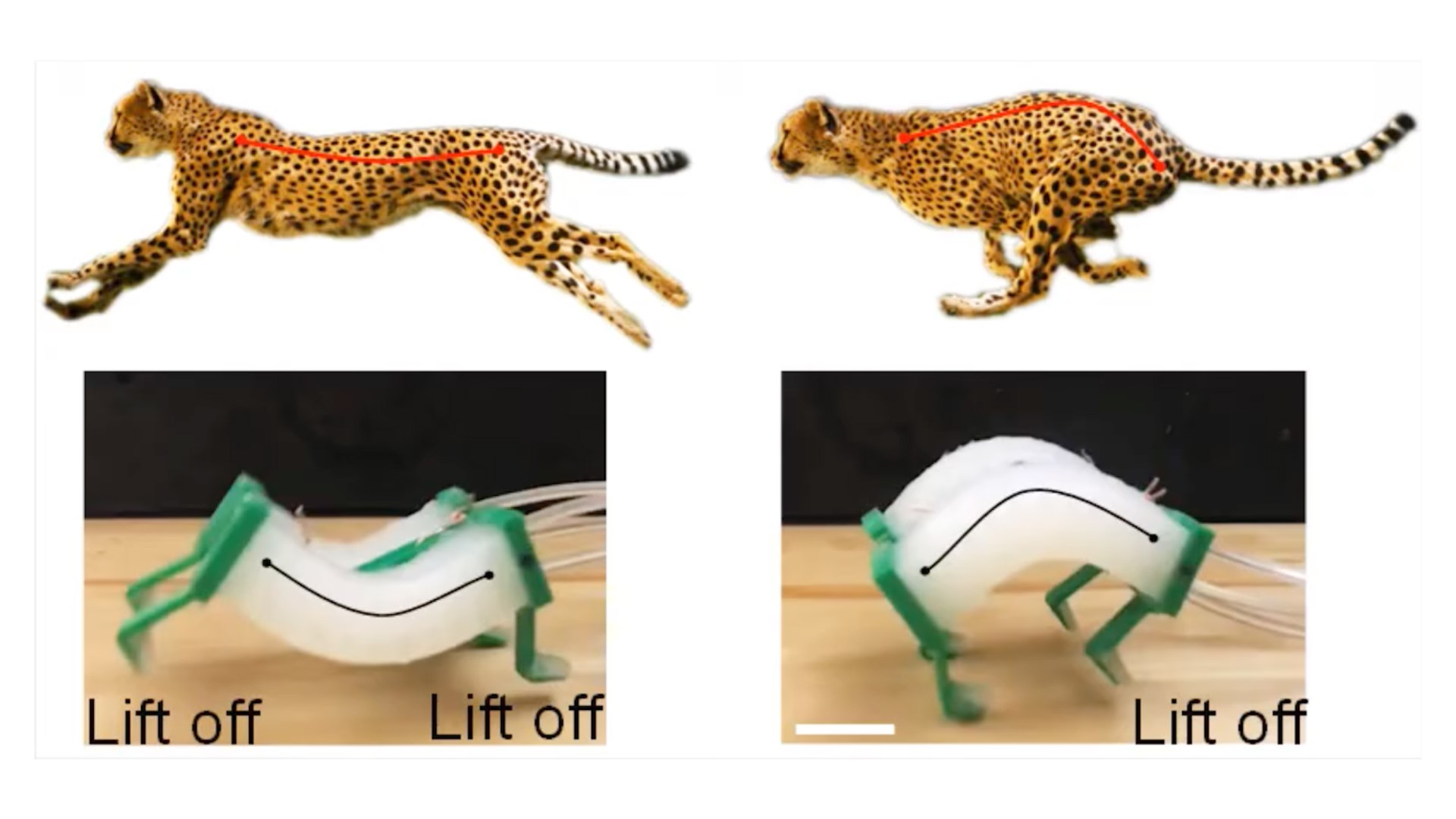 Cheetahs Inspire Robot That's 3 Times Faster Than Others Like It |  
