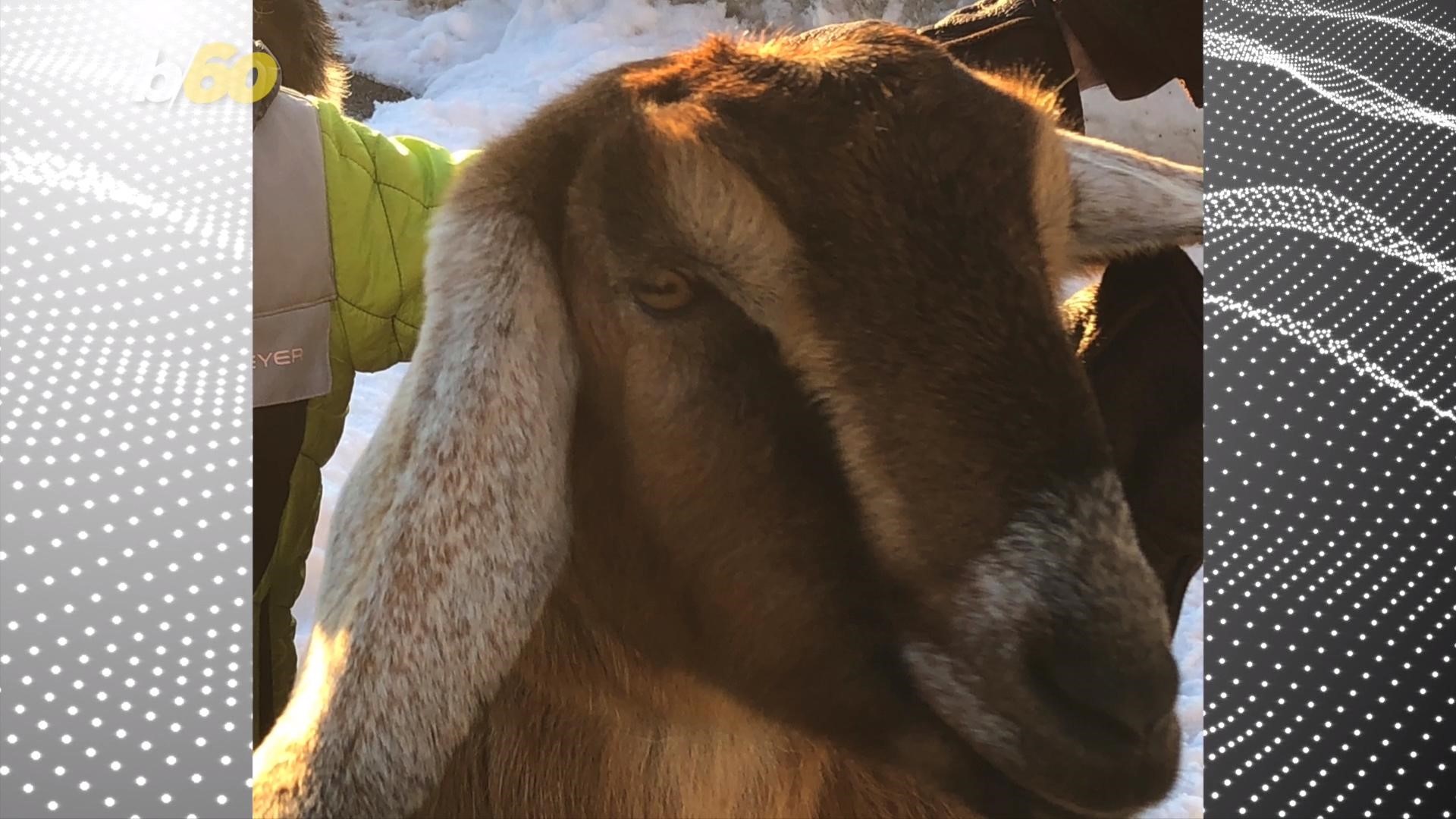 Lincoln the Goat Was Just Elected Mayor of a Vermont Town 