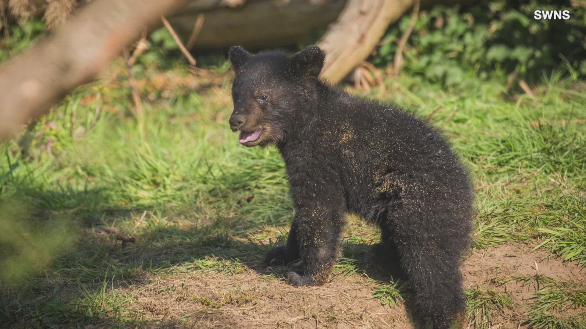 cute black bear cubs
