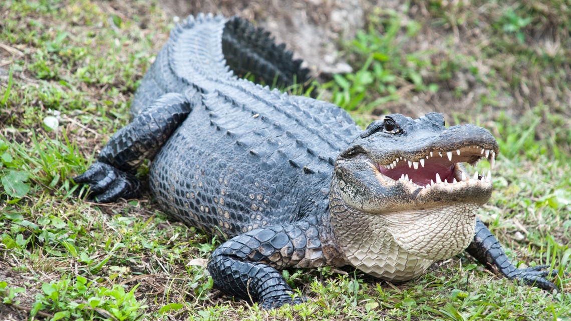 9-foot alligator stuns golfers in Georgia | 11alive.com