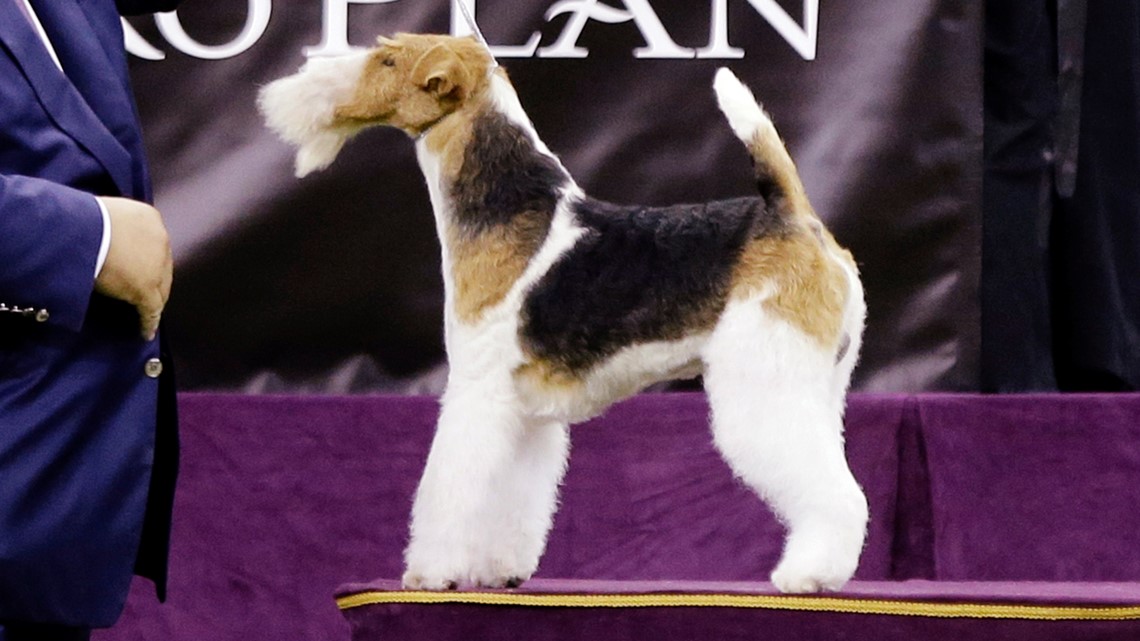 Wire Fox Terrier Named King Crowned Best In Show At Westminster