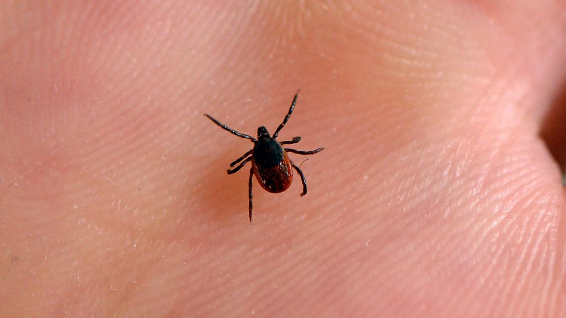 Can Lyme Disease symptoms be mistaken for COVID19?