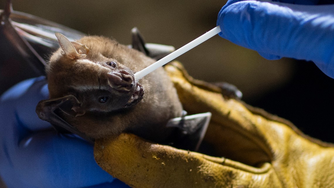 How bat research may be the key to preventing next pandemic - Vimarsana News