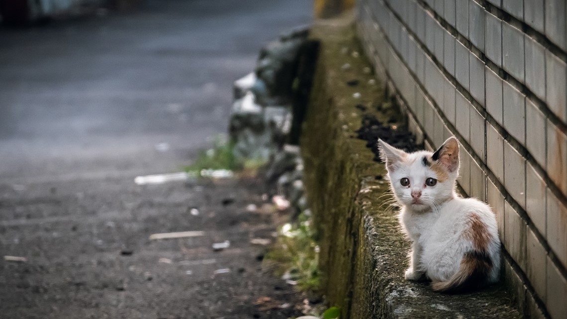 What To Do If You Find A Stray Cat 11alive what-to-do-if-you-find-a-stray-cat-11alive