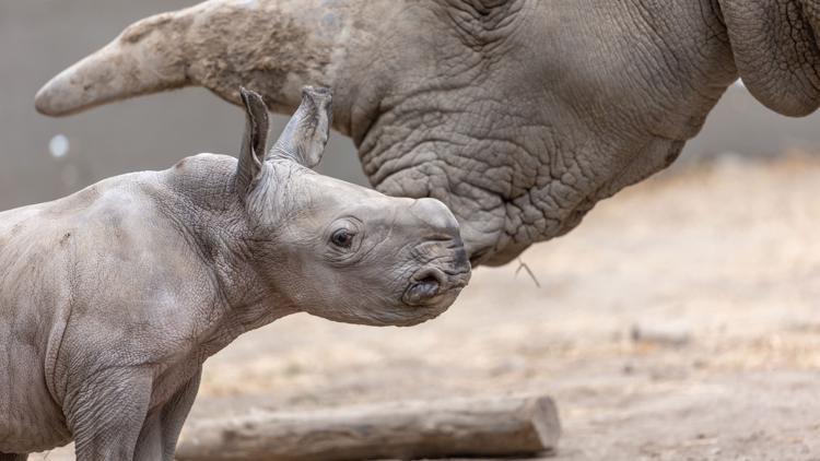 White rhino born in California named after Ozzy Osbourne | 11alive.com