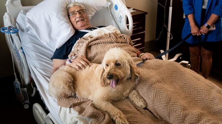 are assistance dogs allowed in hospitals