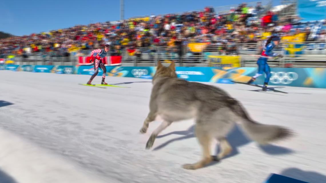 Dog's surprise Olympic debut at cross-country ski course ...