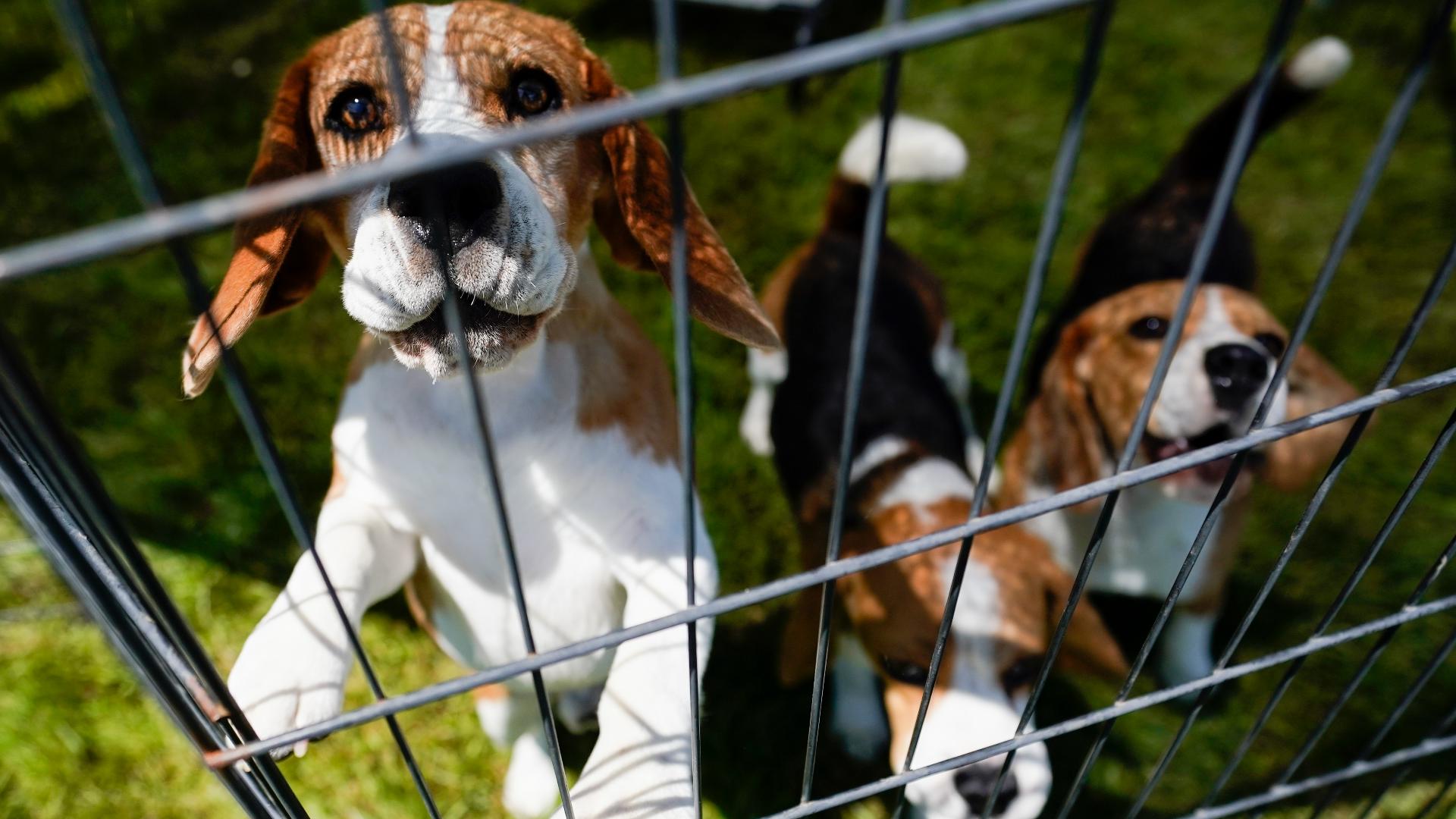 American Kennel Club reveals 10 most popular dog breeds in US | 11alive.com