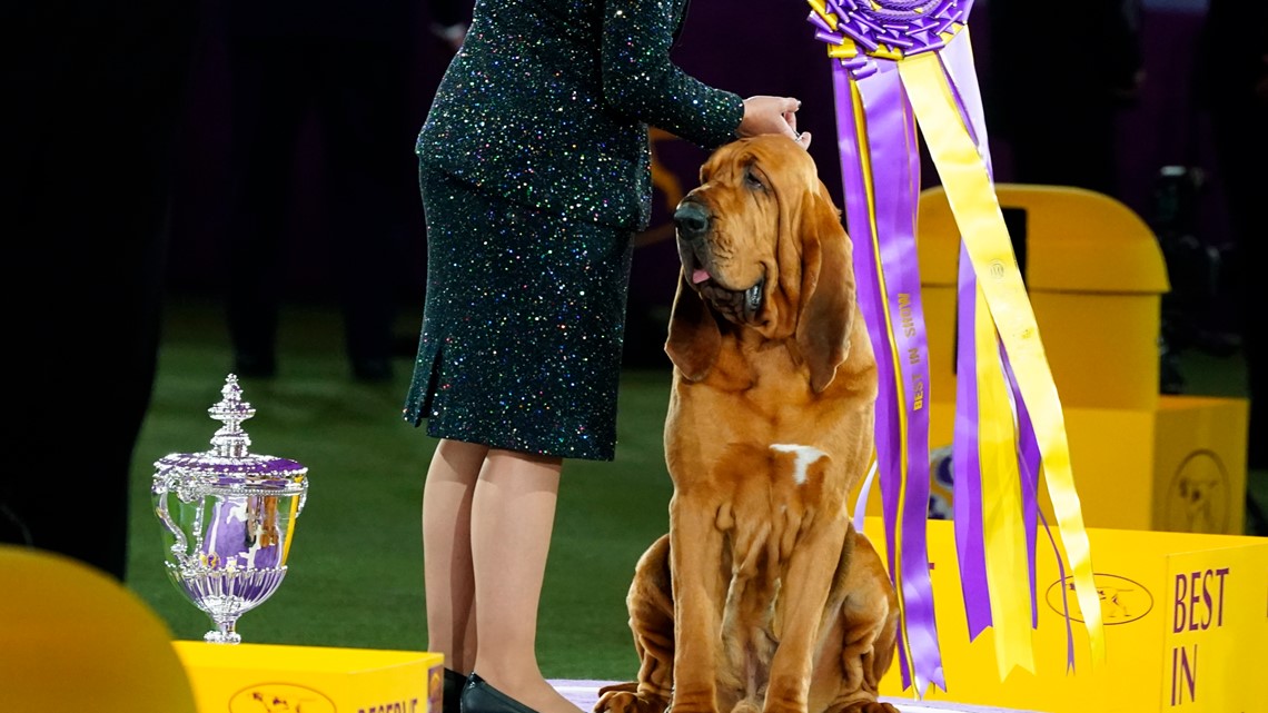 Westminster Dog Show 2022 Trumpet the bloodhound wins