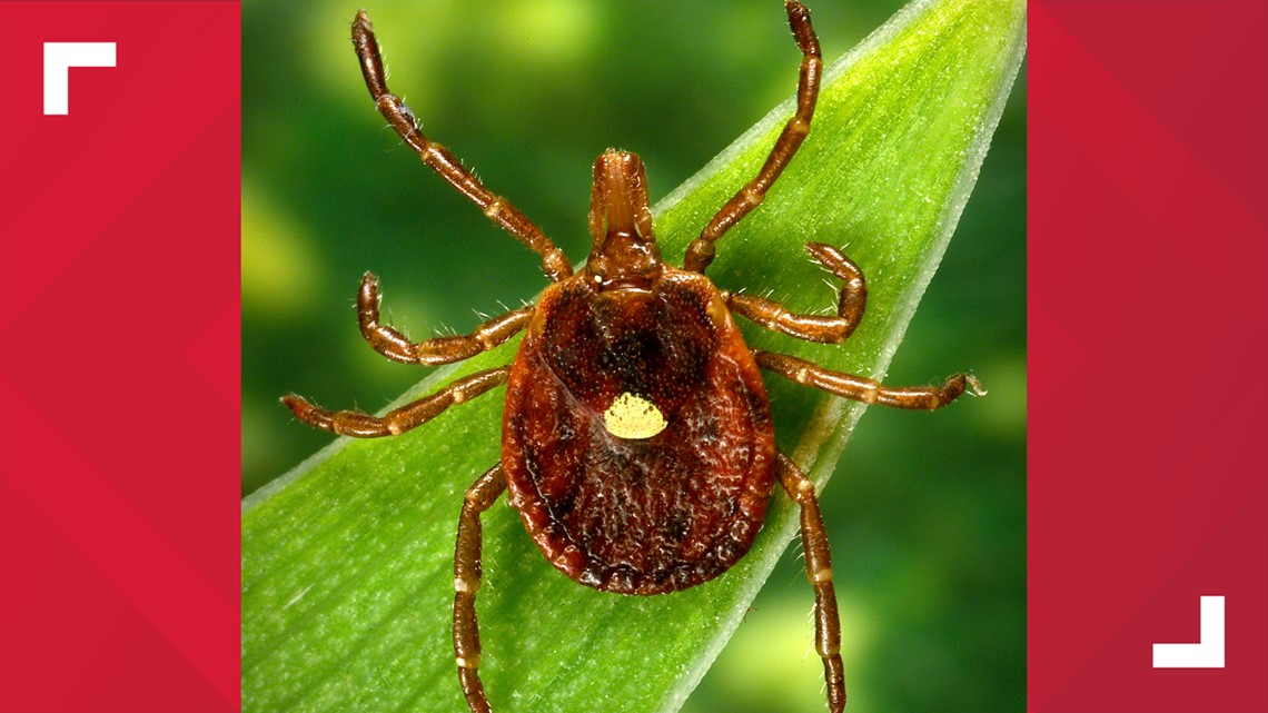 CDC: Red meat allergy caused by tick bites becoming more common