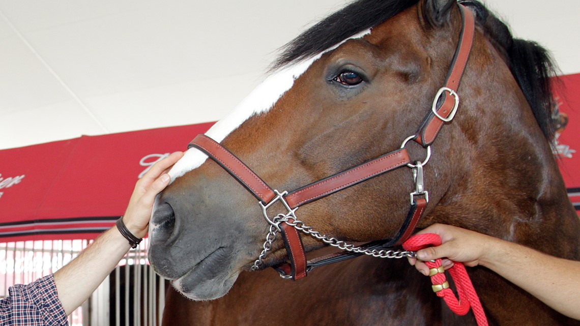 Kevin Bacon Voices Budweiser's Super Bowl Ad