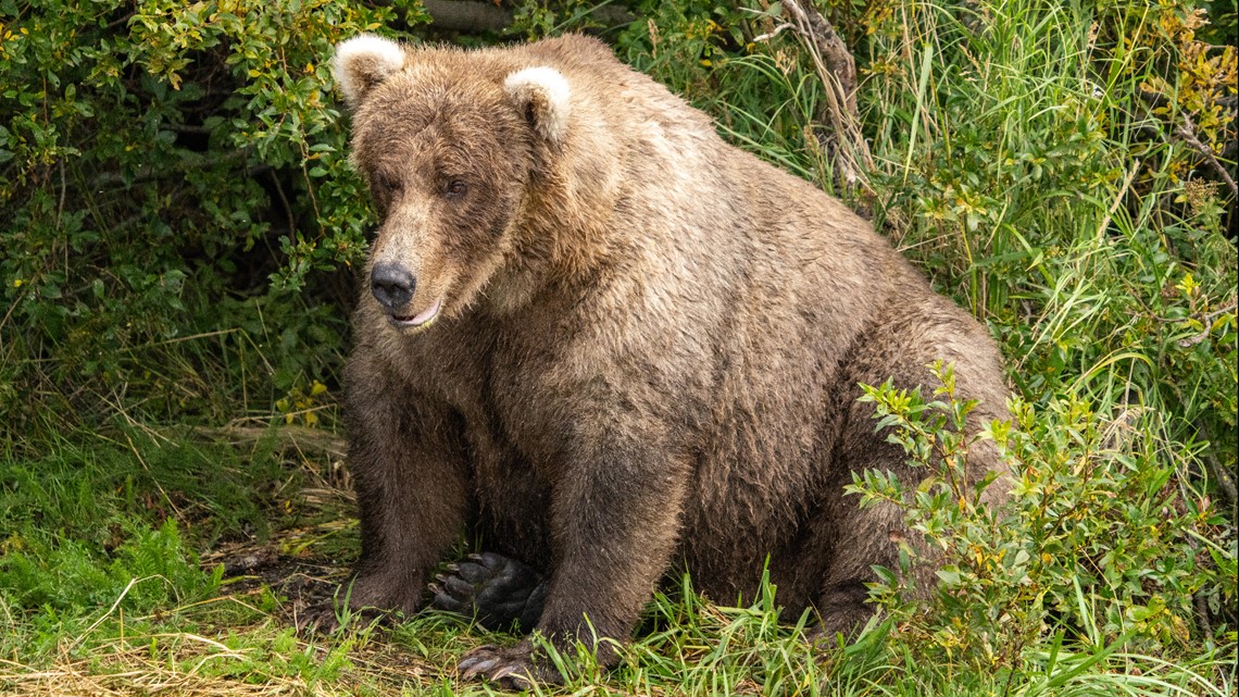Who won Fat Bear Week 2023? | 11alive.com - Vimarsana News