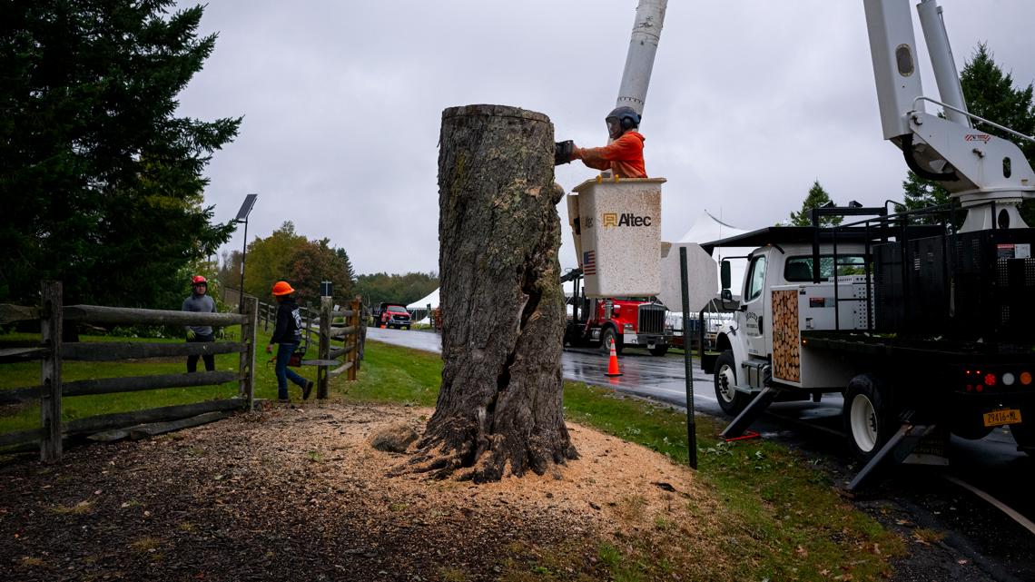 Woodstock's 'Message Tree' cut down over safety concerns | 11alive.com