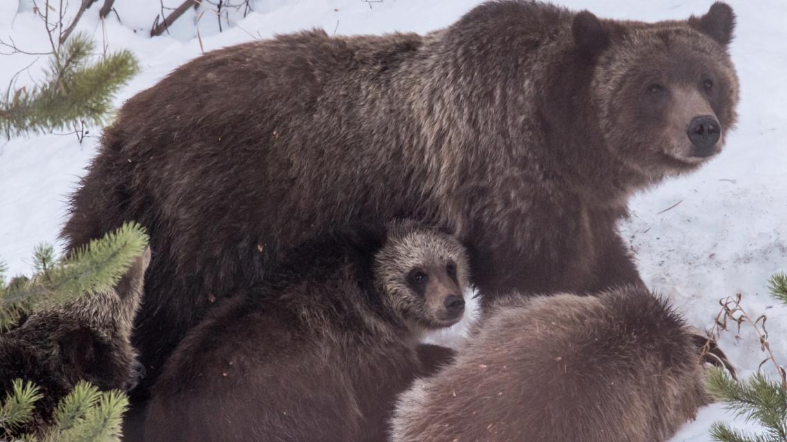 World famous Grizzly Bear No. 399 killed by vehicle in Wyoming