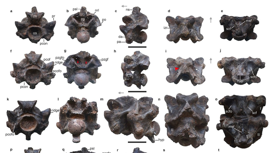 Fossils of ancient giant snake found in India by researchers - Vimarsana News