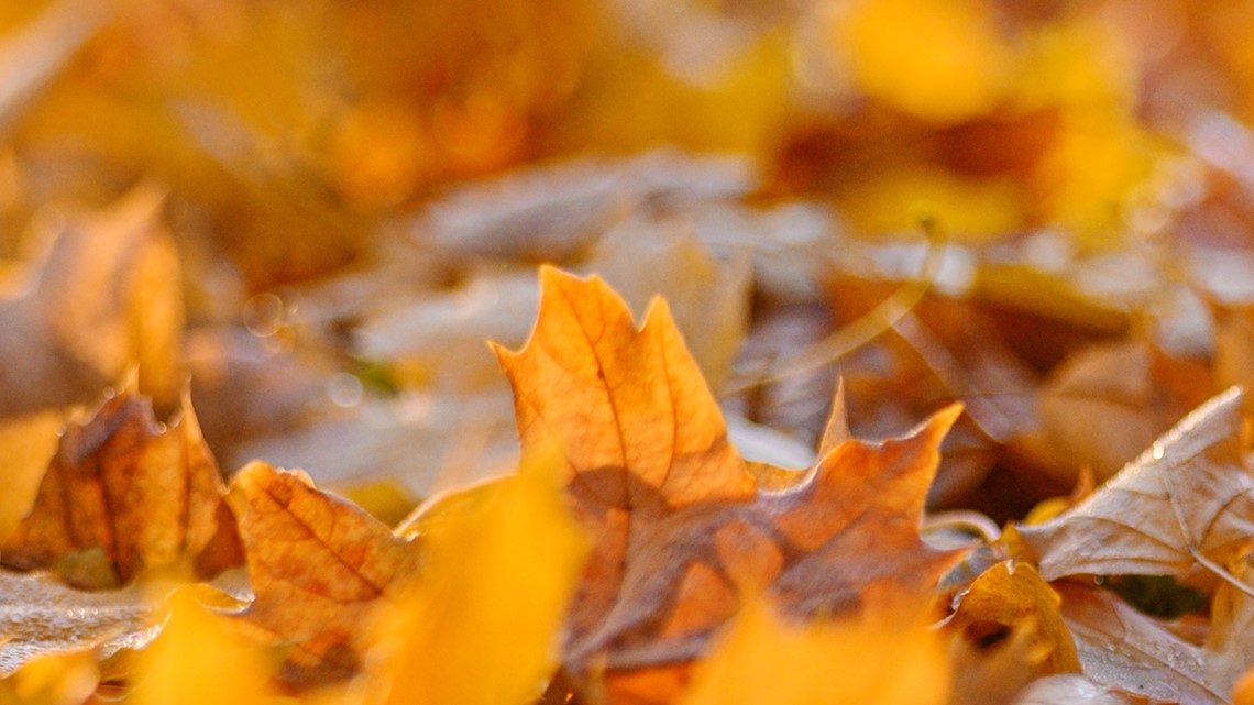 When does fall start in 2022? Autumn equinox