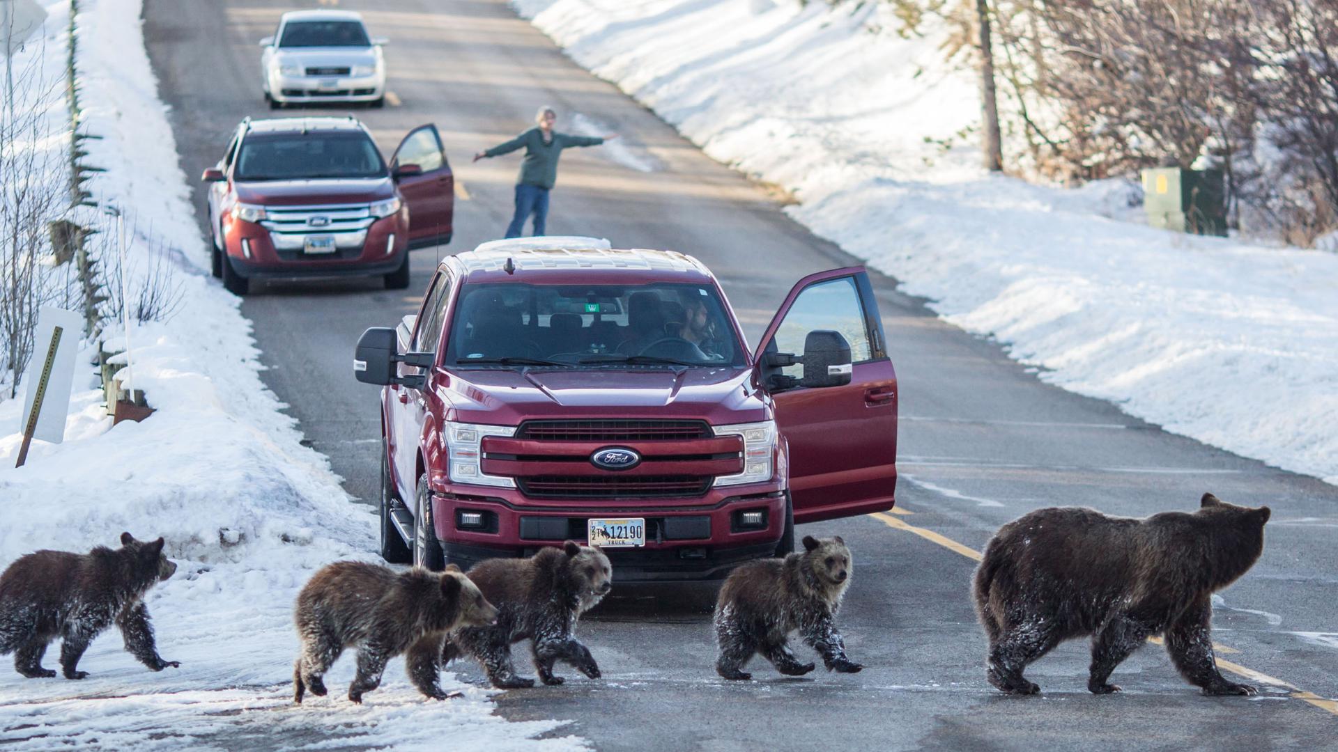 Grizzly No. 399's collision death ruled an accident by authorities