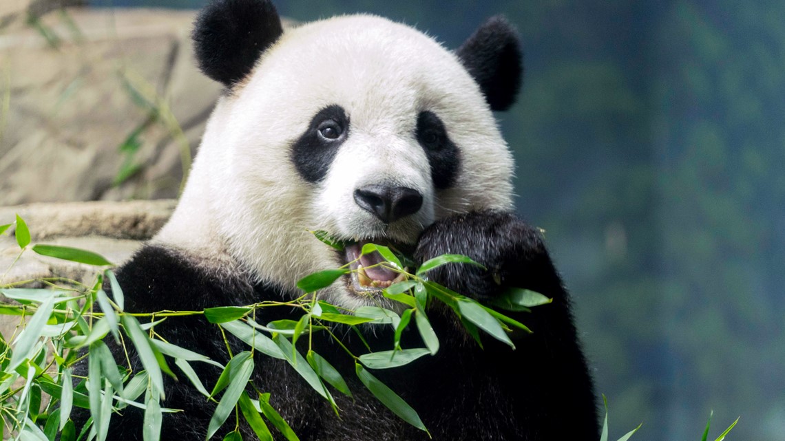Will pandas come back to the US? | 11alive.com