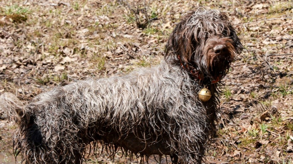 These Flea And Tick Meds Increase Seizure Risk In Some Pets Fda