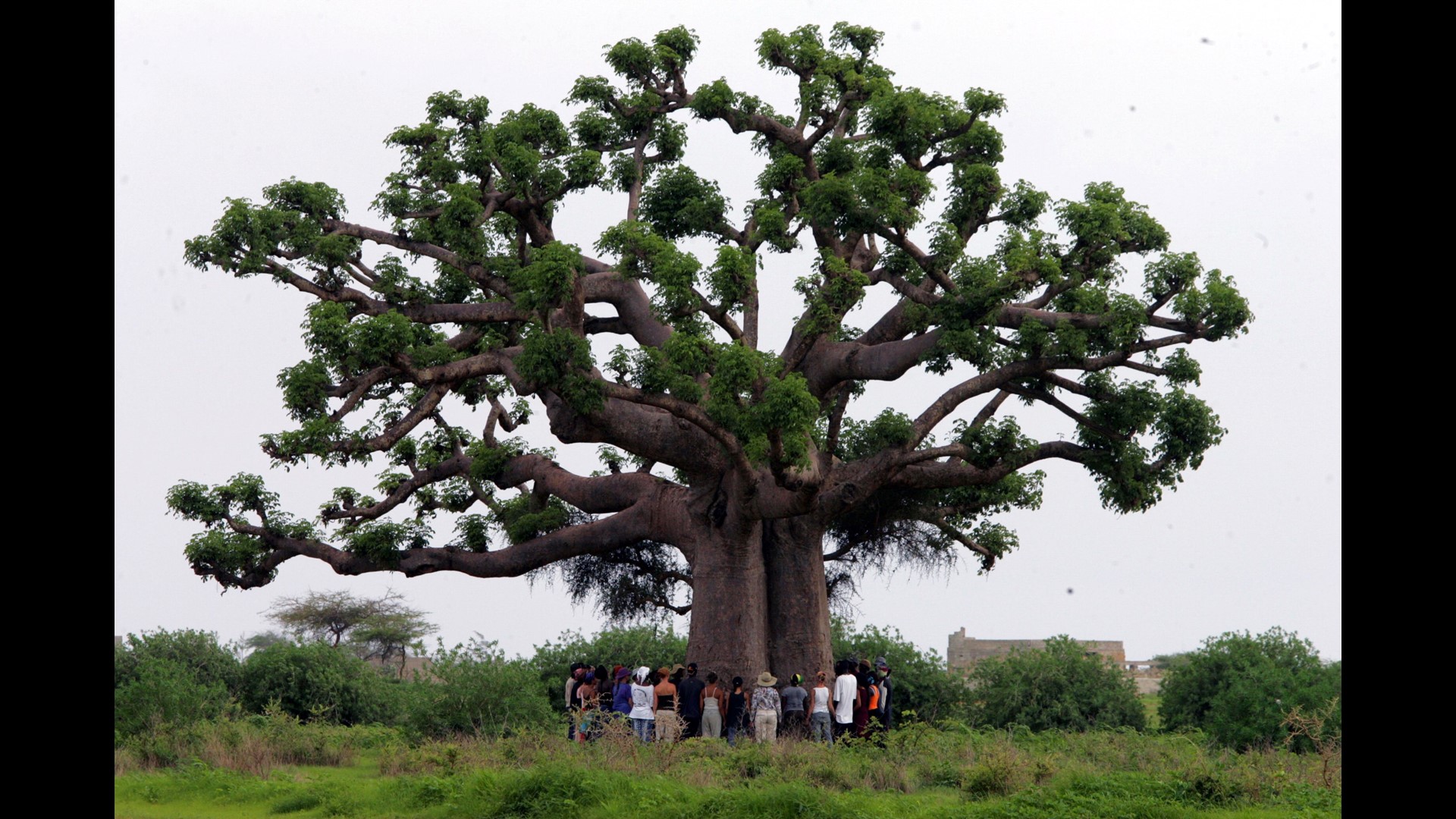Africa S Oldest Baobab Trees Are Dying At An Unprecedented Rate And