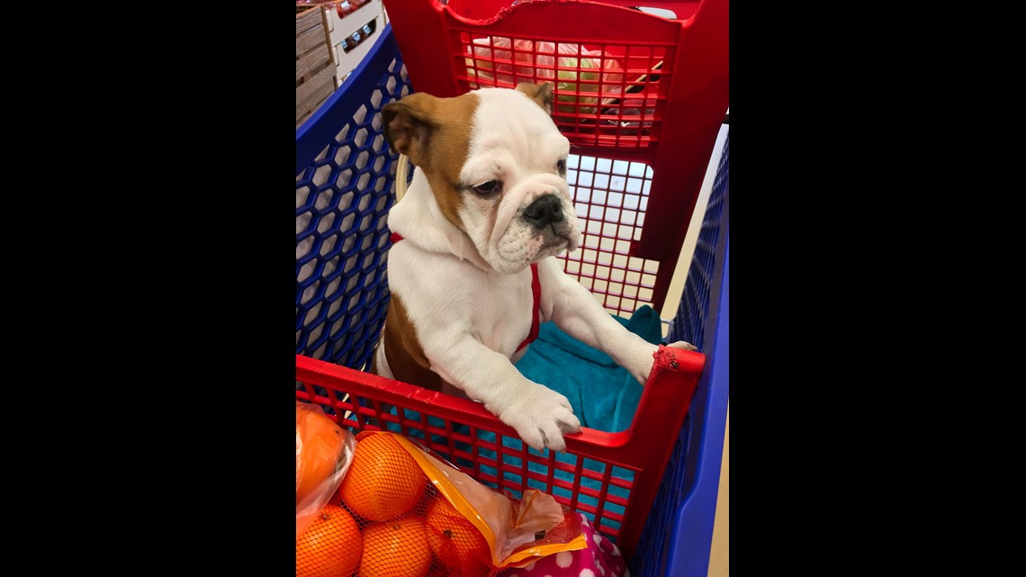 Are Dogs Allowed In Shopping Carts