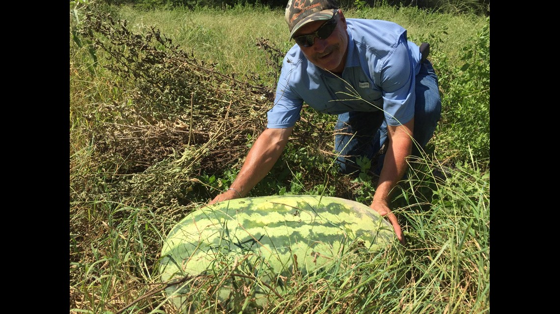 Local gardener grows jaw dropping watermelon
