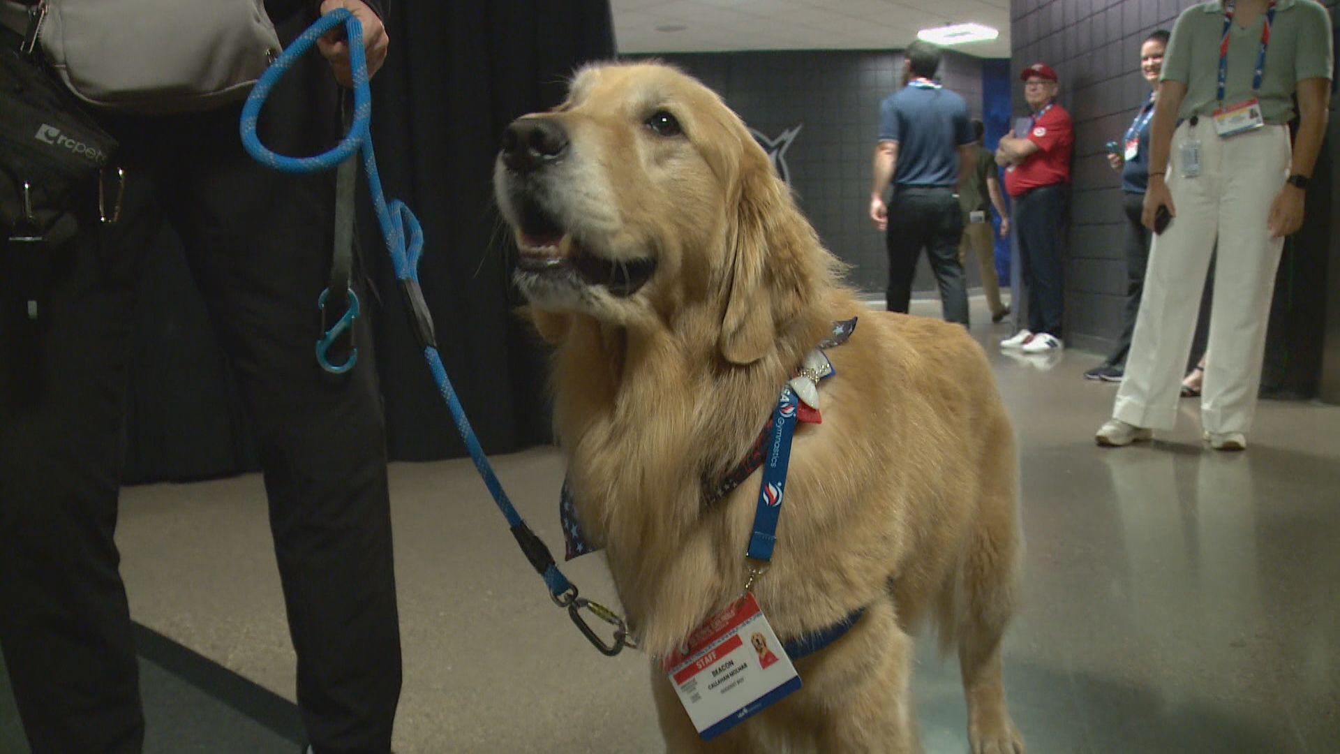 Beacon Therapy Dog 11alive