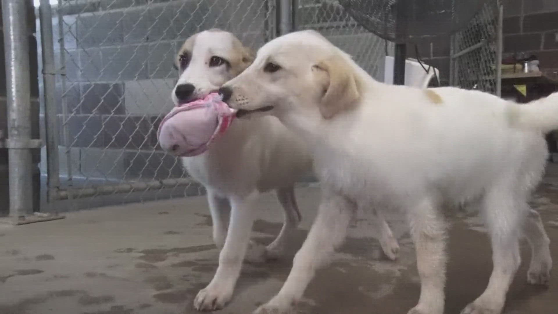 After being left on the side of the road and duct taped inside a cardboard box, six puppies at Fuzzy Friends Rescue are healthy and ready to find their forever home.