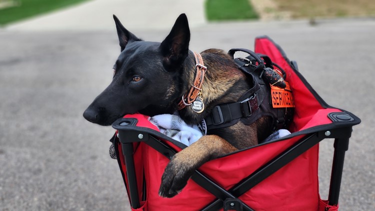 Texas service dog in need of a wheelchair after injury