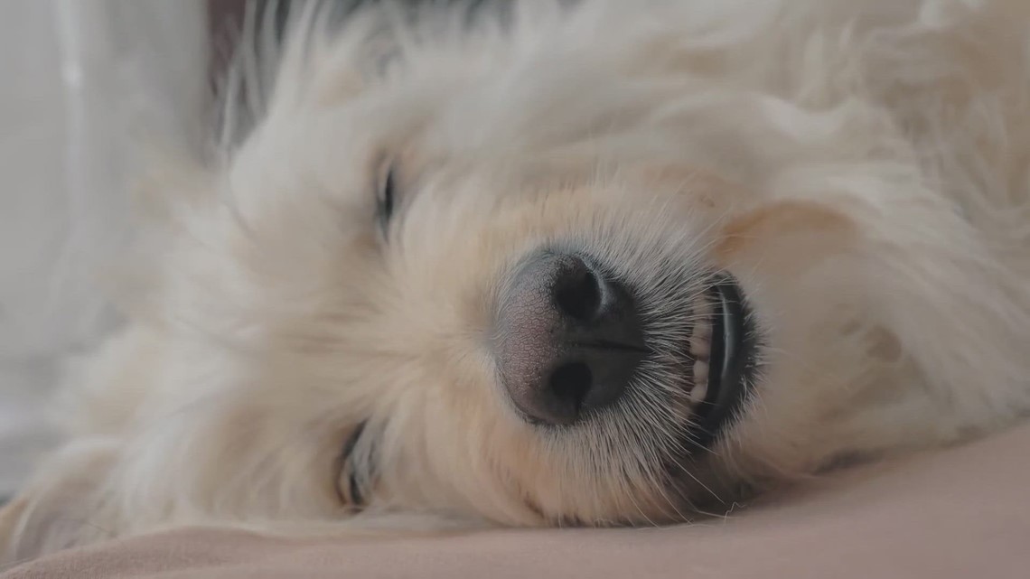 What to do if your pet accidentally eats a THC product