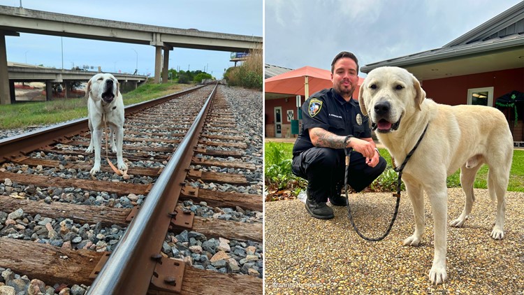 Lucky the dog needs a new family after he was freed from a San Antonio railroad track