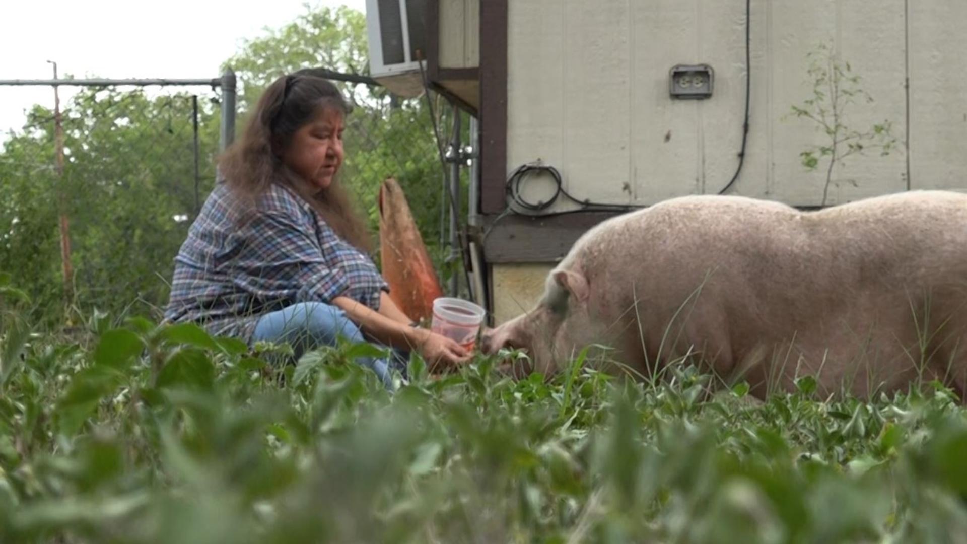 200-pound pig found roaming area of San Antonio, Texas | 11alive.com