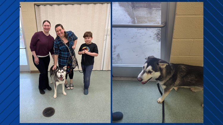 Family drives over 2,600 miles to adopt Harvey the husky