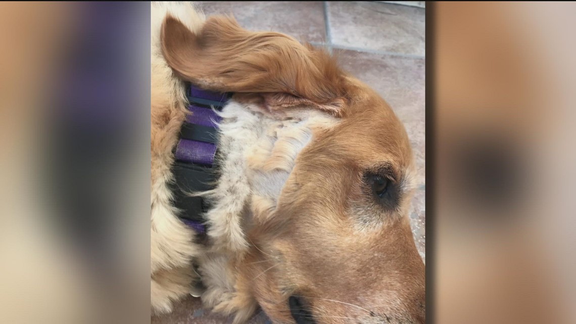 San Diego mobile dog groomer receives backlash - Vimarsana News