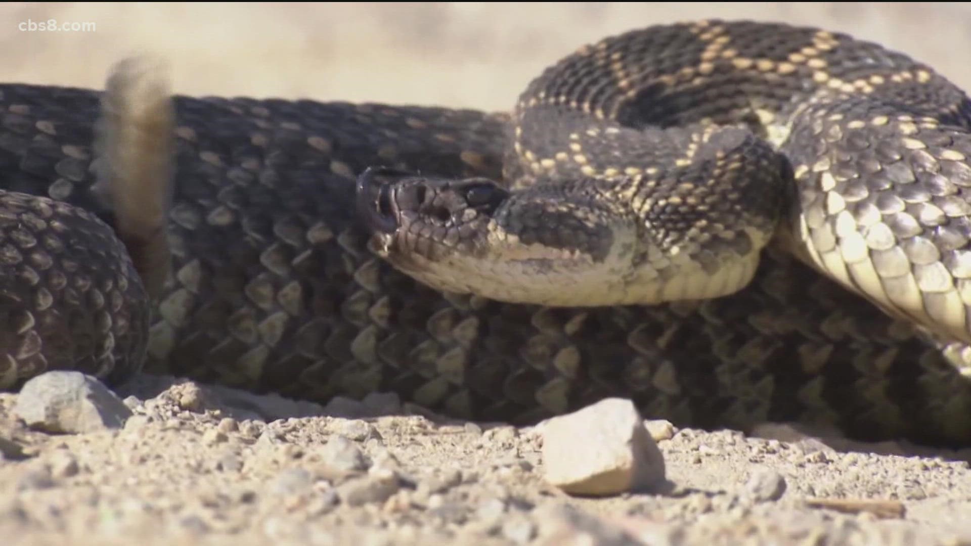 Matt Gymr has seen plenty of sharks and stingrays at the beach but has never encountered a rattlesnake.