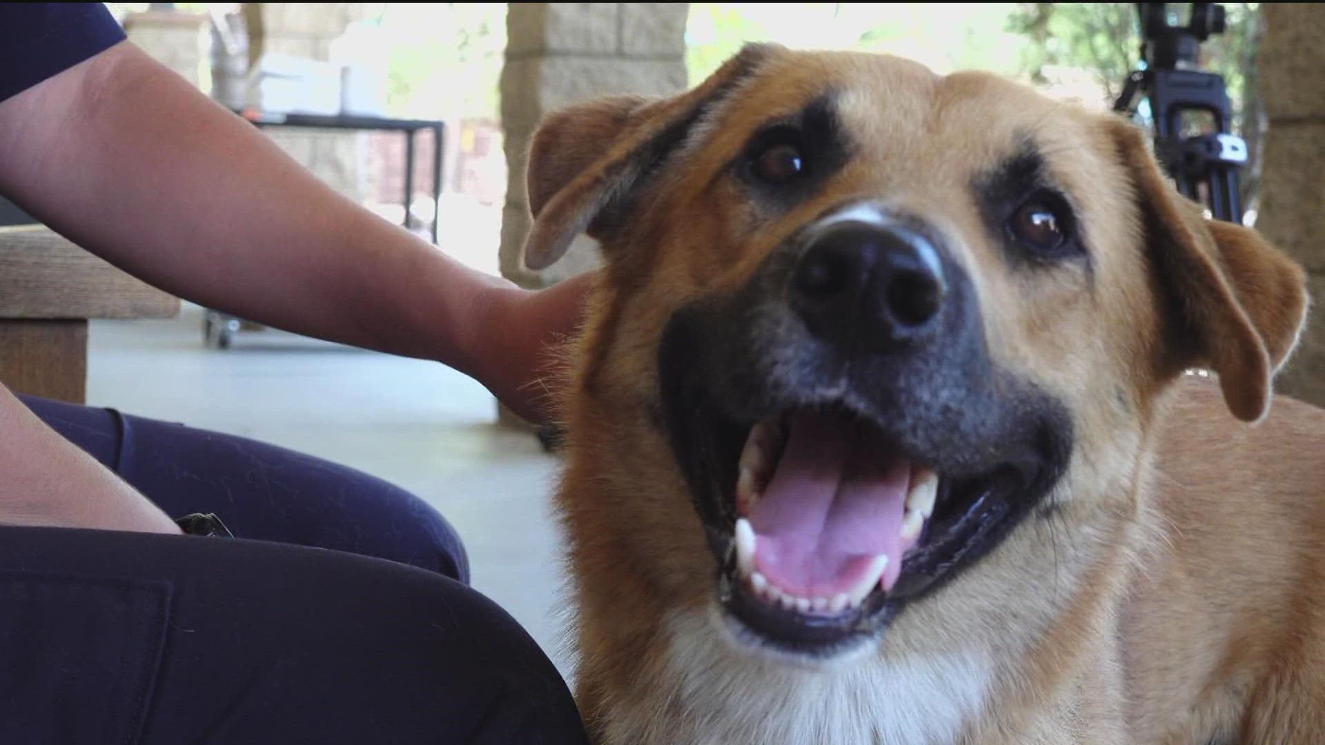 "The dog was very easy, sweet, a nice dog. Very easy to leash," said SDHS officer Samantha Clark, who responded on Sunday.